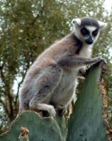 ���� ��� - �����